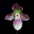 Paphiopedilum Tanja Pinkepank