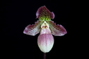 Paphiopedilum Tanja Pinkepank