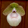 Paphiopedilum x fanaticum 