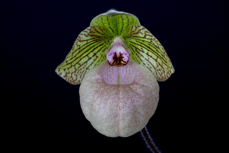 Paphiopedilum x fanaticum