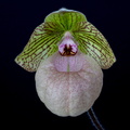 Paphiopedilum x fanaticum