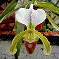 Paphiopedilum insigne x spicerianum