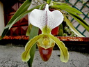 Paphiopedilum insigne x spicerianum