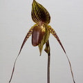 Paphiopedilum Johanna Burkhardt