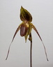 Paphiopedilum Johanna Burkhardt