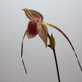 Paphiopedilum_lady_isabel_x_anitum1.jpg