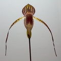 Paphiopedilum Lady Isabel x anitum