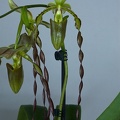 Paphiopedilum parishii x William Trelease