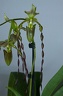 Paphiopedilum parishii x William Trelease