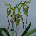 Paphiopedilum parishii x William Trelease