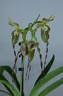 Paphiopedilum parishii x William Trelease