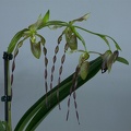 Paphiopedilum parishii x William Trelease