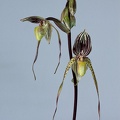 Paphiopedilum philippinense x praestans