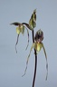 Paphiopedilum philippinense x praestans