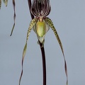 Paphiopedilum philippinense x praestans