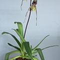 Paphiopedilum_phil_praes3.jpg