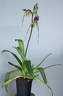 Paphiopedilum philippinense x praestans
