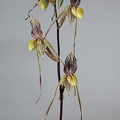 Paphiopedilum philippinense x praestans