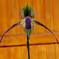 Paphiopedilum rothschildianum x anitum