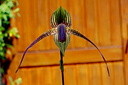 Paphiopedilum rothschildianum x anitum