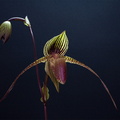 Paphiopedilum rothschildianum x anitum