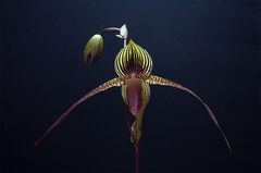 Paphiopedilum rothschildianum x anitum