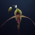 Paphiopedilum rothschildianum x anitum