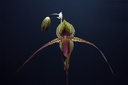 Paphiopedilum rothschildianum x anitum