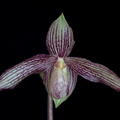 Paphiopedilum St Swithin x vietnamense