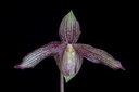 Paphiopedilum St Swithin x vietnamense