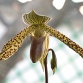 Paphiopedilum Wössner Kolosuk