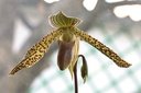 Paphiopedilum Wössner Kolosuk