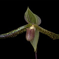 Paphiopedilum Wössner Kolosuk