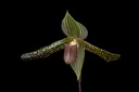 Paphiopedilum Wössner Kolosuk