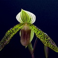 Paphiopedilum_sukhakolo4.jpg