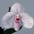 Paphiopedilum Vanda M. Pearman