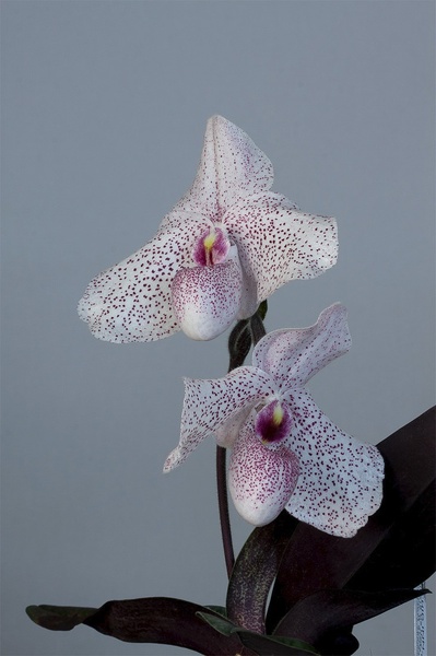 Paphiopedilum_vanda_m_pearman2.jpg