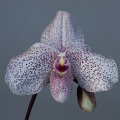 Paphiopedilum Vanda M. Pearman