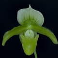 Paphiopedilum_villosum_x_charlesworthii_album1.jpg