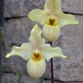 Paphiopedilum Wössner Vietnam Gold