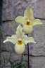 Paphiopedilum Wössner Vietnam Gold