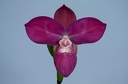 Phragmipedium Fritz Schomburg ( besseae x kovachii )