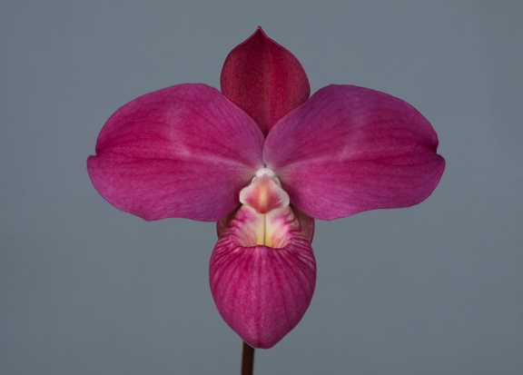 Phragmipedium Fritz Schomburg ( besseae x kovachii )