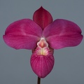 Phragmipedium Fritz Schomburg ( besseae x kovachii )