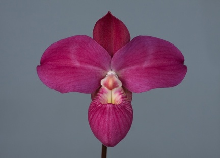 Phragmipedium Fritz Schomburg ( besseae x kovachii )