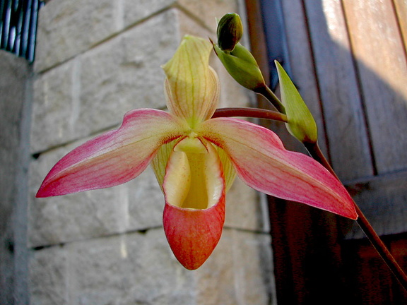 Phragmipedium Eric Young 'Pink'