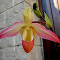 Phragmipedium Eric Young 'Pink'