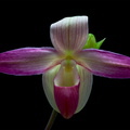 Phragmipedium_Young2.jpg