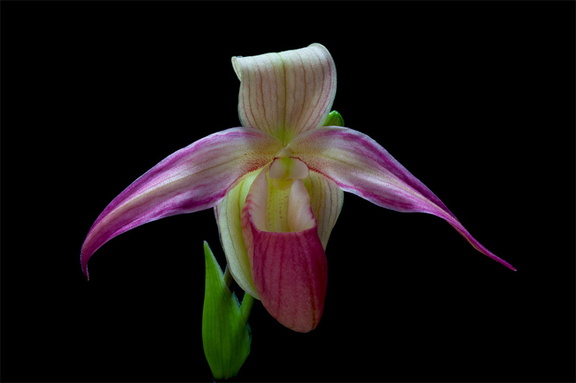 Phragmipedium Eric Young 'Pink'