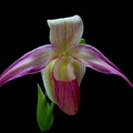 Phragmipedium Eric Young 'Pink'